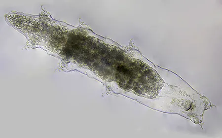 astatumen trinacriae