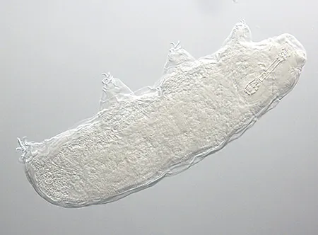 austeruseus faeroensis