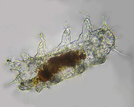 batillipes adriaticus