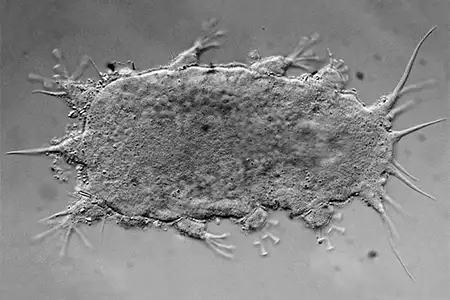 batillipes algharbensis