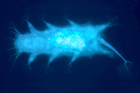 batillipes bullacaudatus