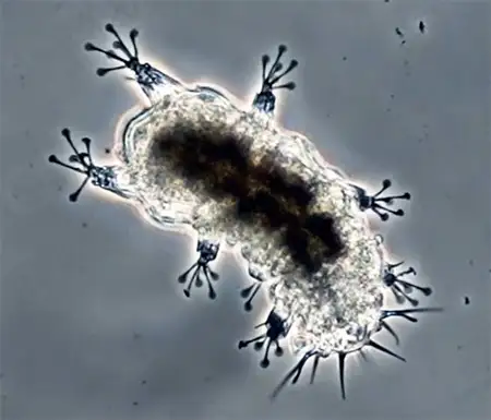 Rough-bodied Tardigrades