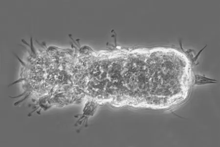 batillipes noerrevangi