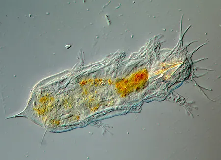 batillipes tubernatis