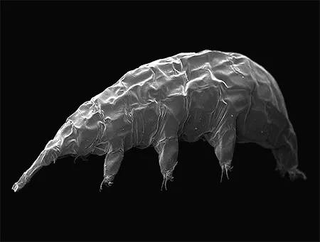 bergtrollus dzimbowski