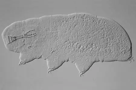 bertolanius weglarskae