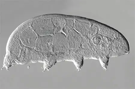 borealibius zetlandicus