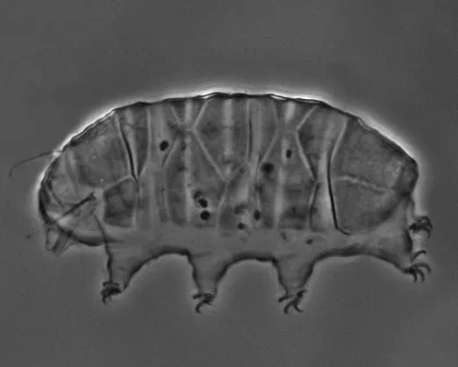 bryodelphax arenosus