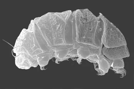 bryodelphax australasiaticus