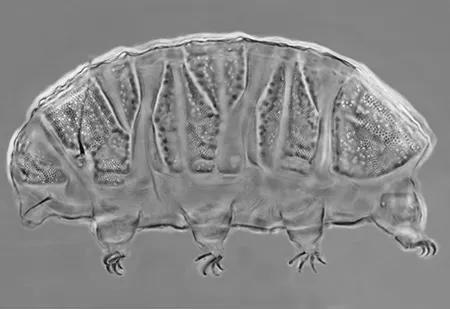 bryodelphax decoratus