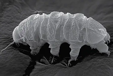 bryodelphax nigripunctatus