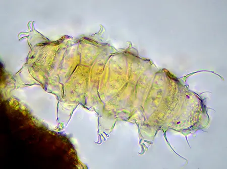 bryodelphax parvulus