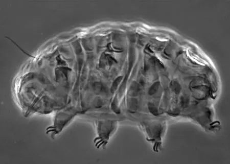 bryodelphax parvuspolaris