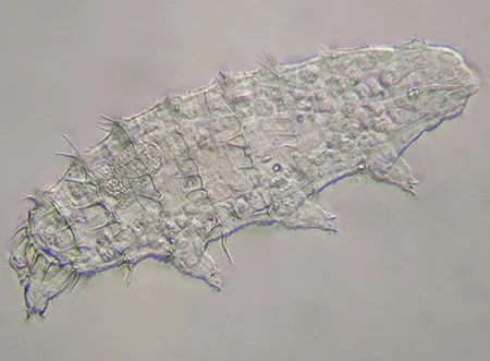 calohypsibius ornatus