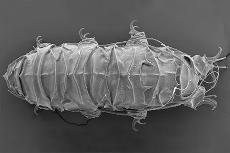 cornechiniscus holmeni