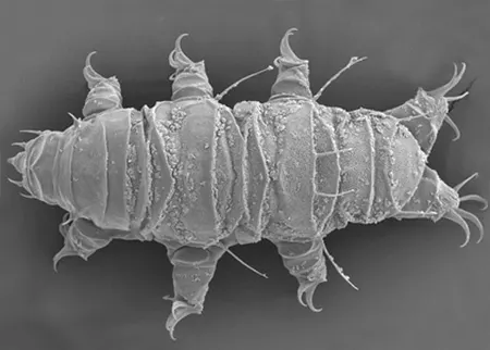 cornechiniscus imperfectus