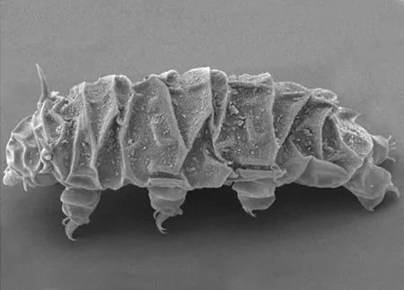 cornechiniscus lobatus