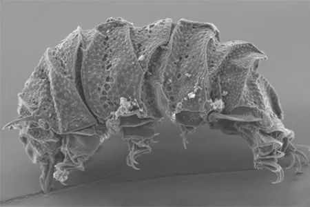 cornechiniscus madagascariensis