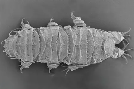 cornechiniscus mystacinus