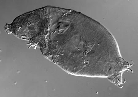 dactylobiotus haplonyx