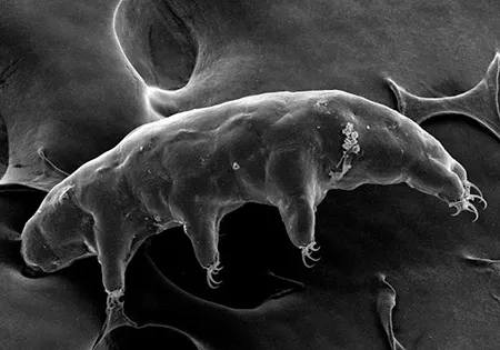 dactylobiotus ovimutans