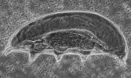 dactylobiotus parthenogene