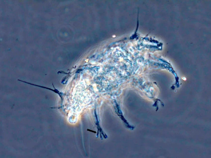 dipodarctus anaholiensis