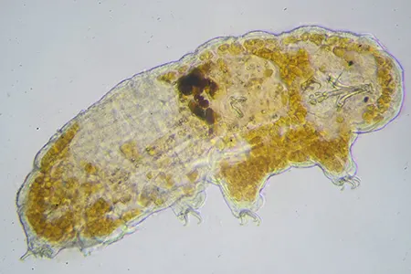 doryphoribius flavus