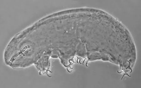 doryphoribius longistipes