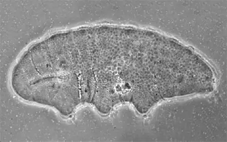doryphoribius minimus