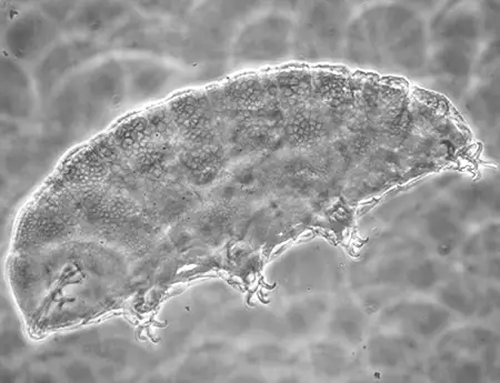 doryphoribius quadrituberculatus