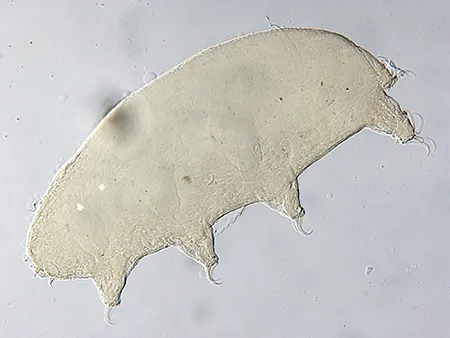 echiniscoides higginsi