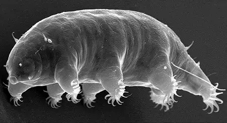 echiniscoides hispaniensis