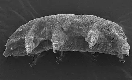 echiniscoides lichenophilus