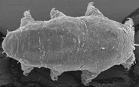 echiniscoides trichosus