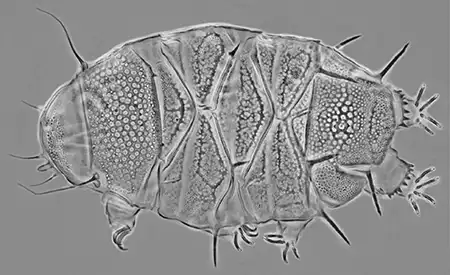 echiniscus africanus