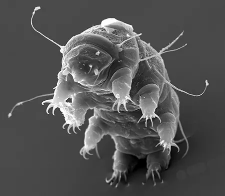 echiniscus merokensis