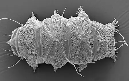 echiniscus pellucidus