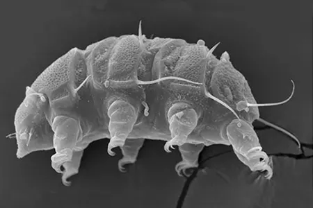 echiniscus quadrispinosus