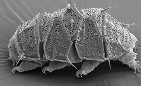 echiniscus succineus