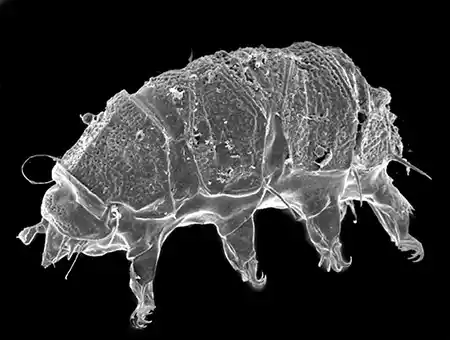 echiniscus virginicus