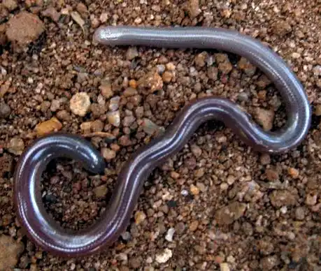 gerrhopilus beddomii