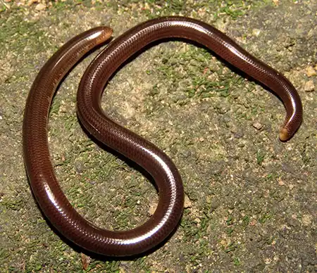 gerrhopilus ceylonicus