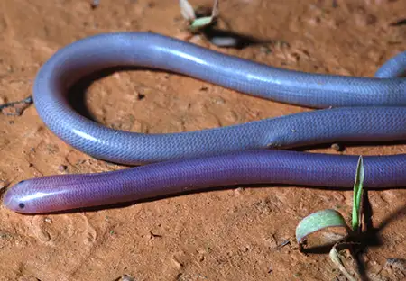 Indo-Malayan Blindsnakes