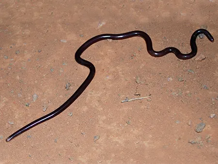 gerrhopilus thurstoni