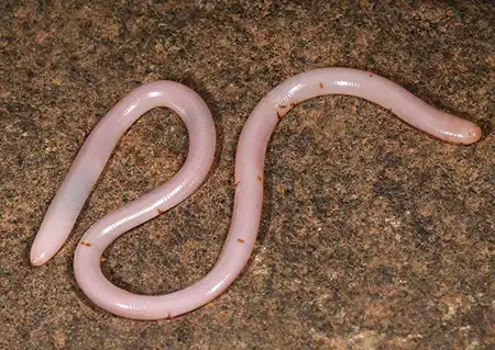 gerrhopilus tindalli