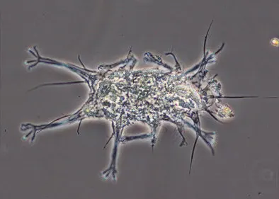 halechiniscus churakaagii