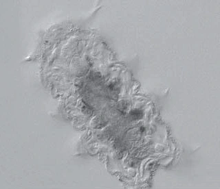 halechiniscus jejuensis