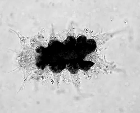 halechiniscus perfectus