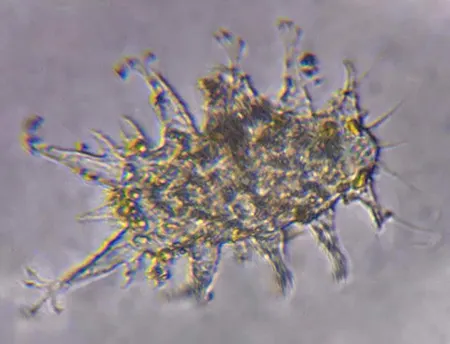 halechiniscus remanei